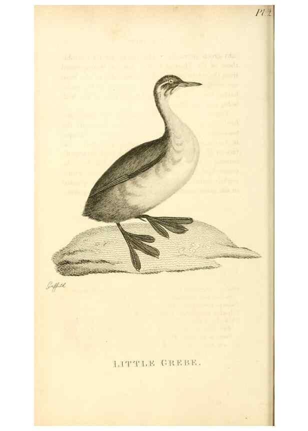 Reproducción/Reproduction 49830488073: General zoology, or Systematic natural history. London,Printed for G. Kearsley,1800-1826.. 
