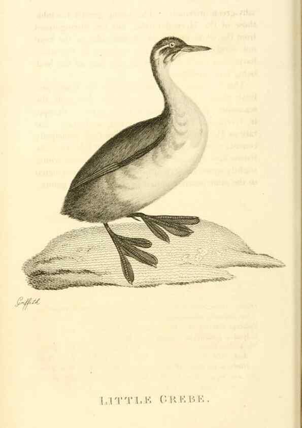 Reproducción/Reproduction 49830488073: General zoology, or Systematic natural history. London,Printed for G. Kearsley,1800-1826.. 