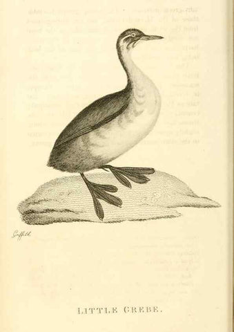 Reproducción/Reproduction 49830488073: General zoology, or Systematic natural history. London,Printed for G. Kearsley,1800-1826.. 