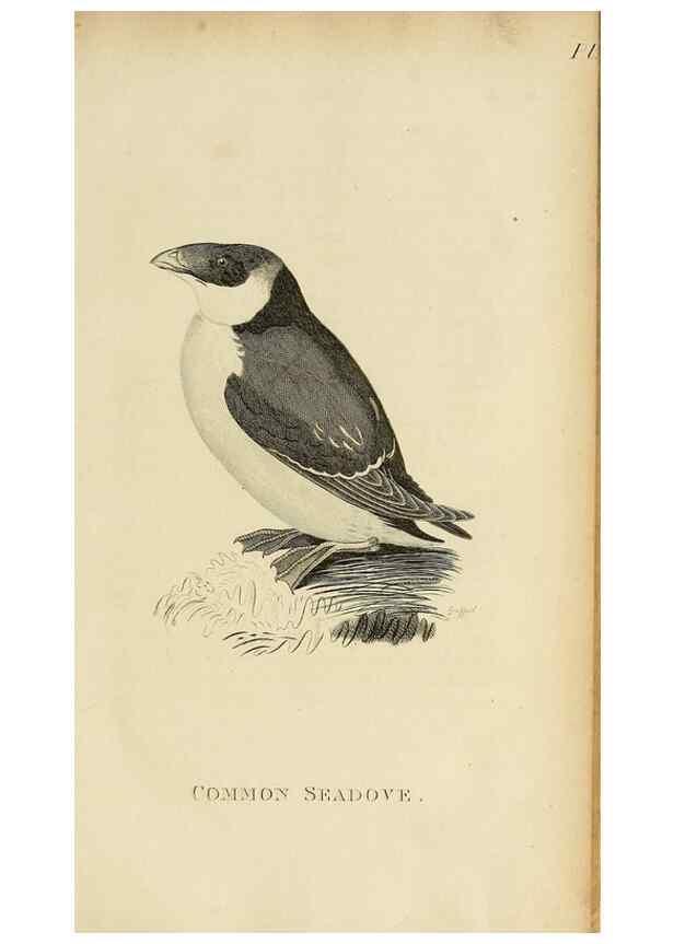 Reproducción/Reproduction 49830488523: General zoology, or Systematic natural history. London,Printed for G. Kearsley,1800-1826.. 