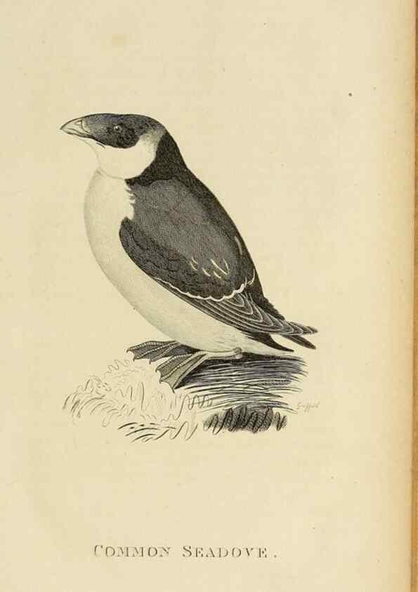 Reproducción/Reproduction 49830488523: General zoology, or Systematic natural history. London,Printed for G. Kearsley,1800-1826.. 