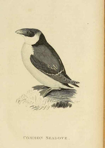 Reproducción/Reproduction 49830488523: General zoology, or Systematic natural history. London,Printed for G. Kearsley,1800-1826.. 