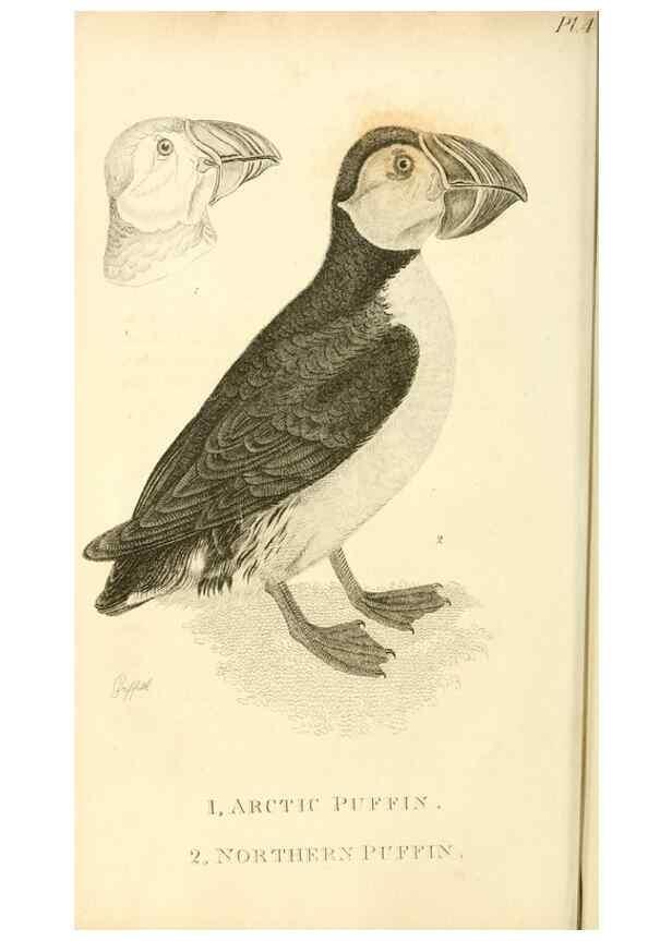 Reproducción/Reproduction 49831331067: General zoology, or Systematic natural history. London,Printed for G. Kearsley,1800-1826.. 