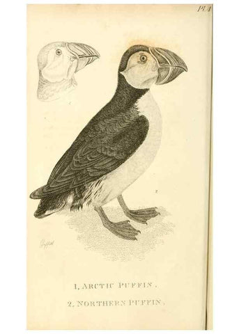 Reproducción/Reproduction 49831331067: General zoology, or Systematic natural history. London,Printed for G. Kearsley,1800-1826.. 