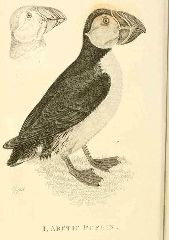 Reproducción/Reproduction 49831331067: General zoology, or Systematic natural history. London,Printed for G. Kearsley,1800-1826.. 