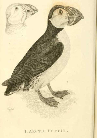 Reproducción/Reproduction 49831331067: General zoology, or Systematic natural history. London,Printed for G. Kearsley,1800-1826.. 