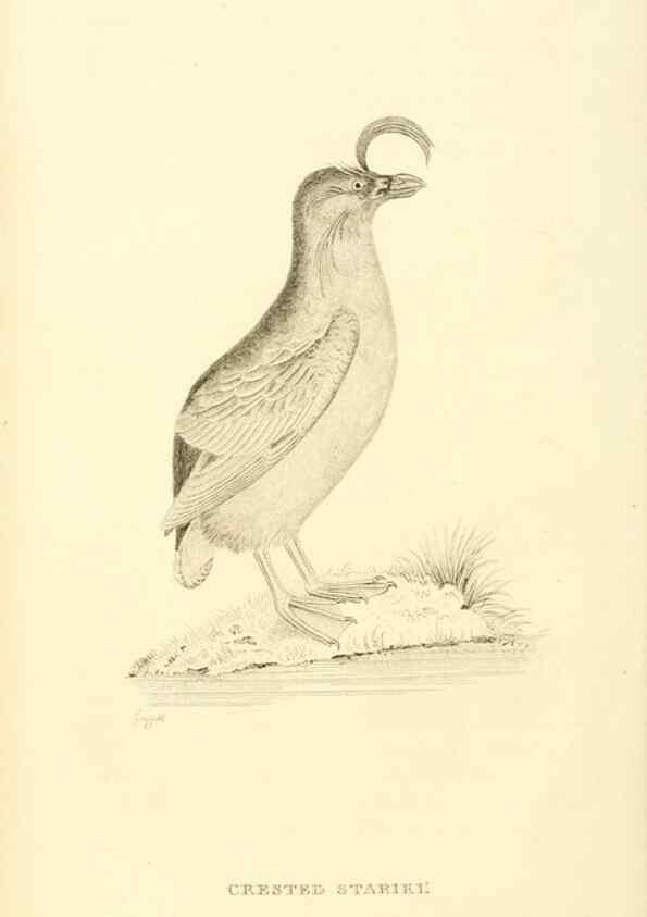 Reproducción/Reproduction 49831331462: General zoology, or Systematic natural history. London,Printed for G. Kearsley,1800-1826.. 