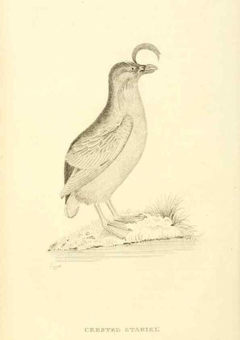 Reproducción/Reproduction 49831331462: General zoology, or Systematic natural history. London,Printed for G. Kearsley,1800-1826.. 