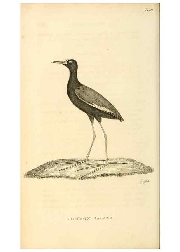 Reproducción/Reproduction 49831271192: General zoology, or Systematic natural history. London,Printed for G. Kearsley,1800-1826.. 