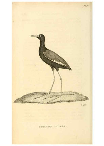 Reproducción/Reproduction 49831271192: General zoology, or Systematic natural history. London,Printed for G. Kearsley,1800-1826.. 