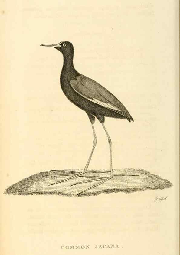 Reproducción/Reproduction 49831271192: General zoology, or Systematic natural history. London,Printed for G. Kearsley,1800-1826.. 