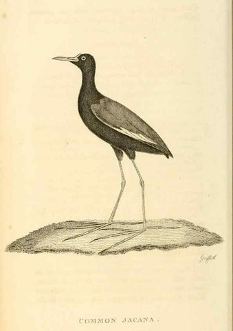 Reproducción/Reproduction 49831271192: General zoology, or Systematic natural history. London,Printed for G. Kearsley,1800-1826.. 