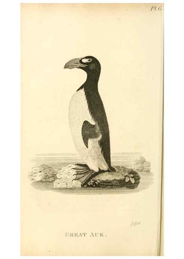 Reproducción/Reproduction 49831331862: General zoology, or Systematic natural history. London,Printed for G. Kearsley,1800-1826.. 