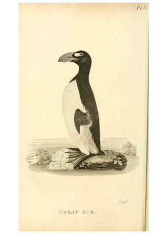Reproducción/Reproduction 49831331862: General zoology, or Systematic natural history. London,Printed for G. Kearsley,1800-1826.. 
