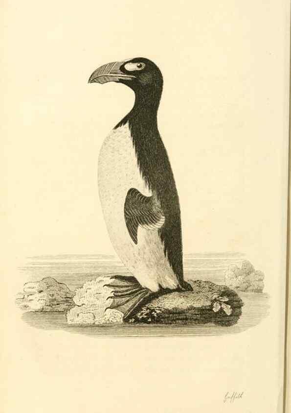 Reproducción/Reproduction 49831331862: General zoology, or Systematic natural history. London,Printed for G. Kearsley,1800-1826.. 