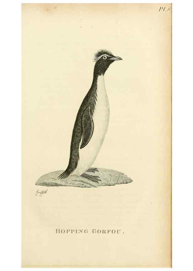 Reproducción/Reproduction 49831023001: General zoology, or Systematic natural history. London,Printed for G. Kearsley,1800-1826.. 