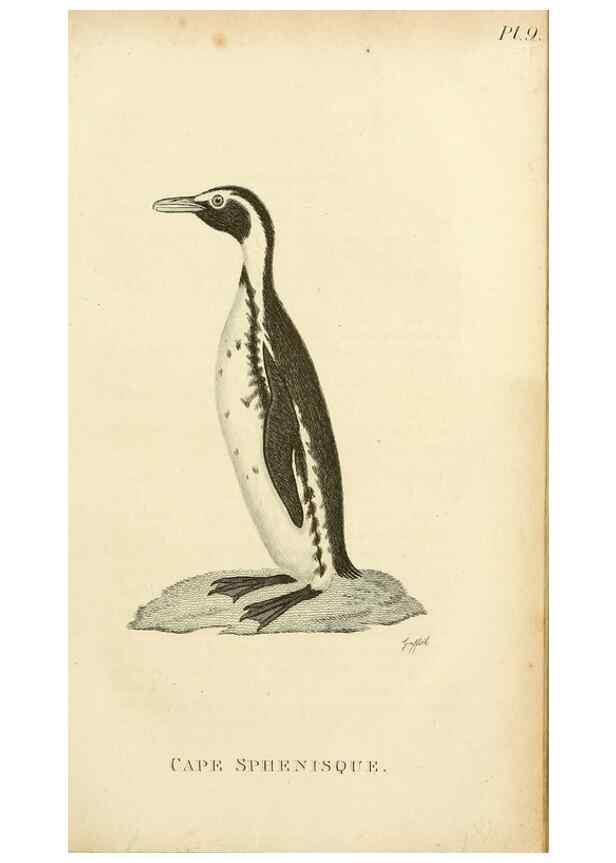 Reproducción/Reproduction 49830490588: General zoology, or Systematic natural history. London,Printed for G. Kearsley,1800-1826.. 