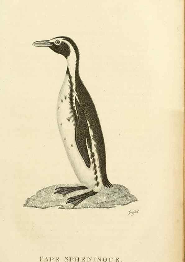 Reproducción/Reproduction 49830490588: General zoology, or Systematic natural history. London,Printed for G. Kearsley,1800-1826.. 