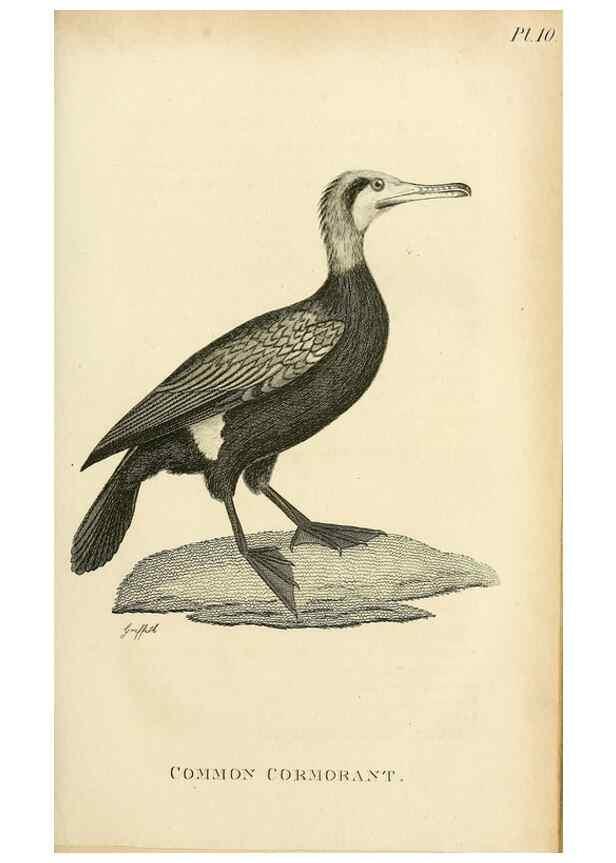 Reproducción/Reproduction 49831023841: General zoology, or Systematic natural history. London,Printed for G. Kearsley,1800-1826.. 