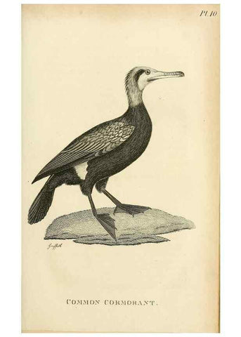 Reproducción/Reproduction 49831023841: General zoology, or Systematic natural history. London,Printed for G. Kearsley,1800-1826.. 
