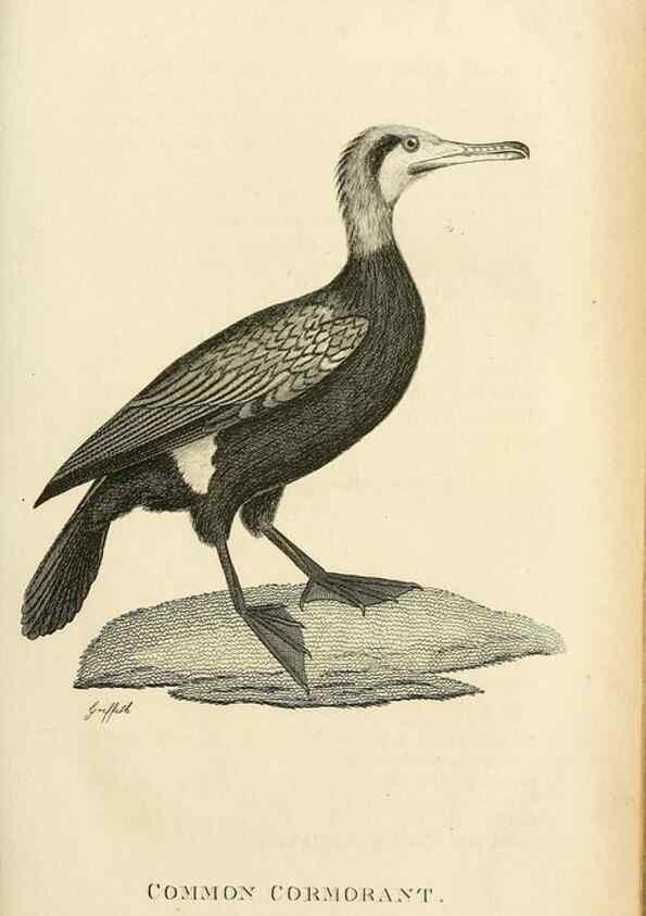 Reproducción/Reproduction 49831023841: General zoology, or Systematic natural history. London,Printed for G. Kearsley,1800-1826.. 