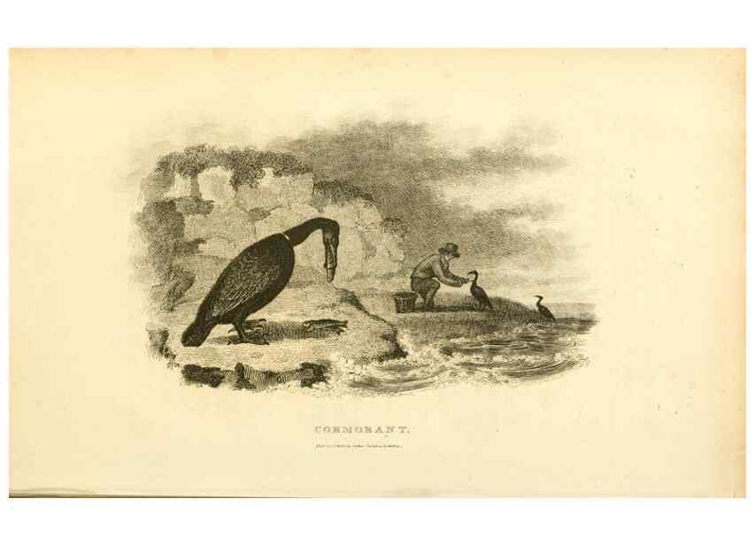 Reproducción/Reproduction 49830491443: General zoology, or Systematic natural history. London,Printed for G. Kearsley,1800-1826.. 