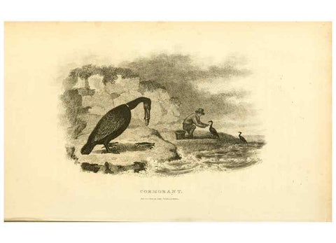 Reproducción/Reproduction 49830491443: General zoology, or Systematic natural history. London,Printed for G. Kearsley,1800-1826.. 