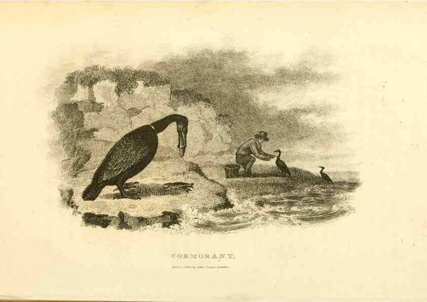 Reproducción/Reproduction 49830491443: General zoology, or Systematic natural history. London,Printed for G. Kearsley,1800-1826.. 