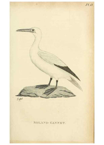 Reproducción/Reproduction 49831334167: General zoology, or Systematic natural history. London,Printed for G. Kearsley,1800-1826.. 