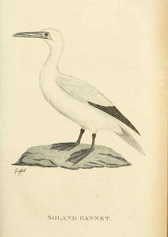 Reproducción/Reproduction 49831334167: General zoology, or Systematic natural history. London,Printed for G. Kearsley,1800-1826.. 