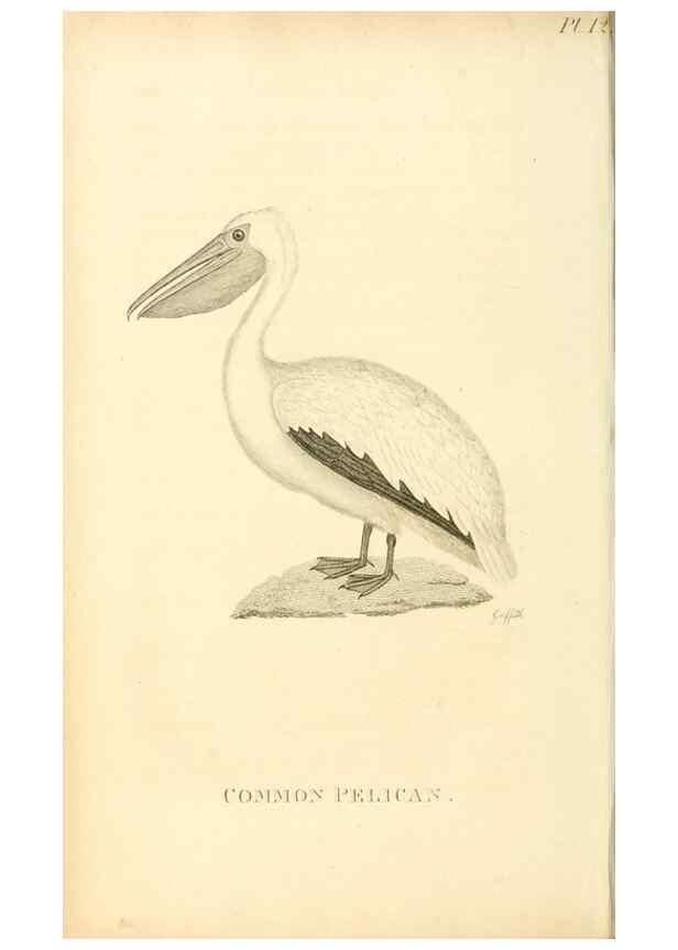 Reproducción/Reproduction 49830492658: General zoology, or Systematic natural history. London,Printed for G. Kearsley,1800-1826.. 