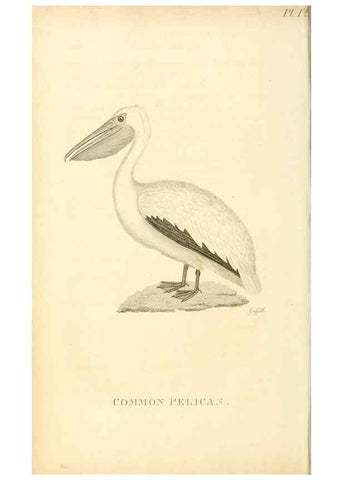 Reproducción/Reproduction 49830492658: General zoology, or Systematic natural history. London,Printed for G. Kearsley,1800-1826.. 