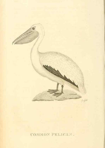 Reproducción/Reproduction 49830492658: General zoology, or Systematic natural history. London,Printed for G. Kearsley,1800-1826.. 