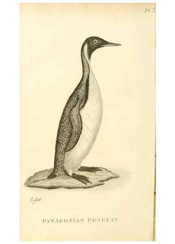 Reproducción/Reproduction 49831332202: General zoology, or Systematic natural history. London,Printed for G. Kearsley,1800-1826.. 
