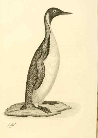 Reproducción/Reproduction 49831332202: General zoology, or Systematic natural history. London,Printed for G. Kearsley,1800-1826.. 
