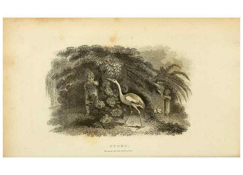 Reproducción/Reproduction 49830872951: General zoology, or Systematic natural history. London,Printed for G. Kearsley,1800-1826.. 