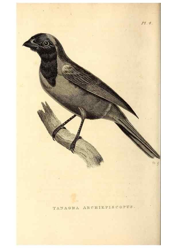 Reproducción/Reproduction 49830591313: General zoology, or Systematic natural history. London,Printed for G. Kearsley,1800-1826.. 