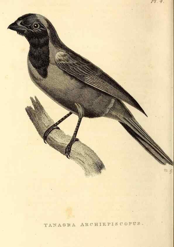 Reproducción/Reproduction 49830591313: General zoology, or Systematic natural history. London,Printed for G. Kearsley,1800-1826.. 