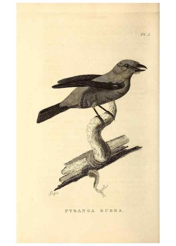 Reproducción/Reproduction 49831125321: General zoology, or Systematic natural history. London,Printed for G. Kearsley,1800-1826.. 