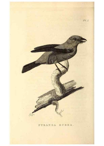 Reproducción/Reproduction 49831125321: General zoology, or Systematic natural history. London,Printed for G. Kearsley,1800-1826.. 