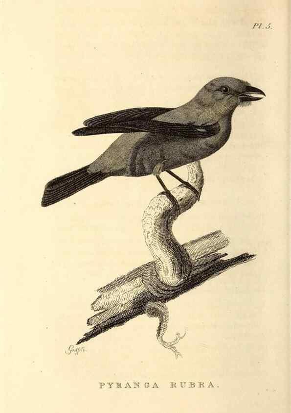 Reproducción/Reproduction 49831125321: General zoology, or Systematic natural history. London,Printed for G. Kearsley,1800-1826.. 