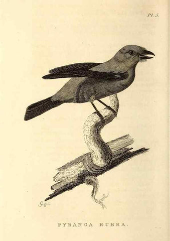 Reproducción/Reproduction 49831125321: General zoology, or Systematic natural history. London,Printed for G. Kearsley,1800-1826.. 
