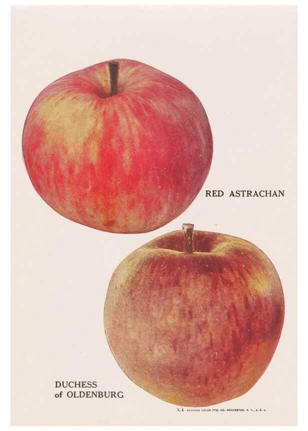 Reproducción/Reproduction 49831532052: Descriptive plate-book. Newark, N.Y. :Knight & Bostwick,[19--]. 