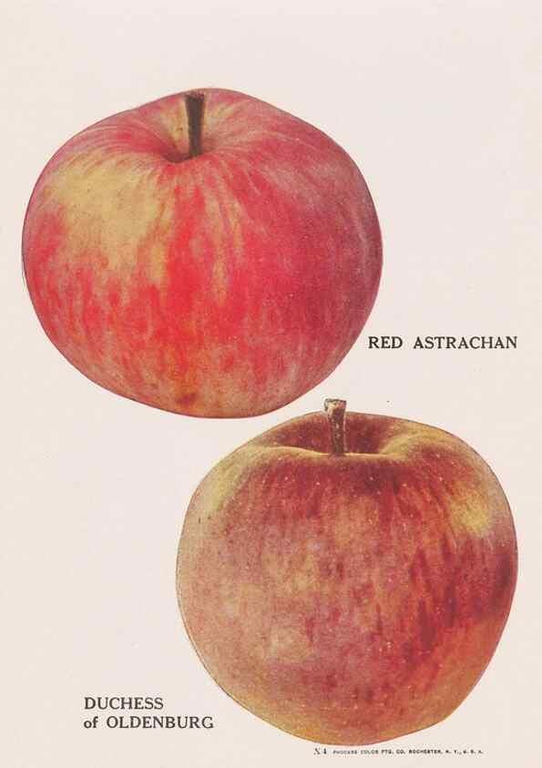 Reproducción/Reproduction 49831532052: Descriptive plate-book. Newark, N.Y. :Knight & Bostwick,[19--]. 