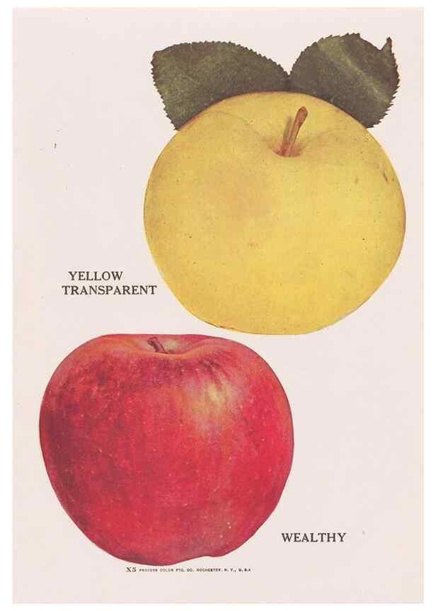 Reproducción/Reproduction 49831224246: Descriptive plate-book. Newark, N.Y. :Knight & Bostwick,[19--]. 