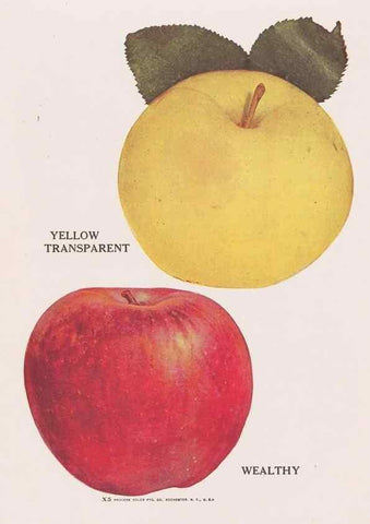 Reproducción/Reproduction 49831224246: Descriptive plate-book. Newark, N.Y. :Knight & Bostwick,[19--]. 