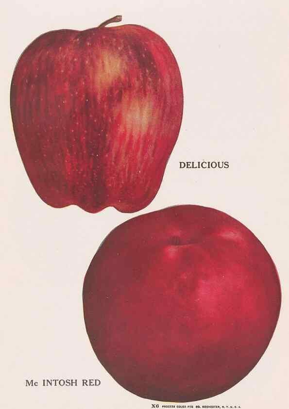 Reproducción/Reproduction 49831224521: Descriptive plate-book. Newark, N.Y. :Knight & Bostwick,[19--]. 