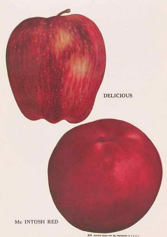Reproducción/Reproduction 49831224521: Descriptive plate-book. Newark, N.Y. :Knight & Bostwick,[19--]. 