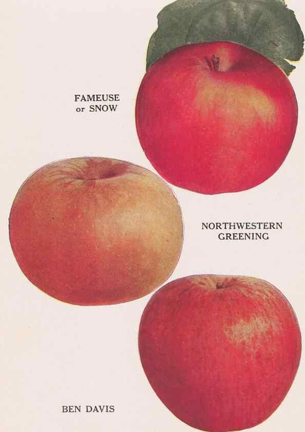 Reproducción/Reproduction 49831225016: Descriptive plate-book. Newark, N.Y. :Knight & Bostwick,[19--]. 