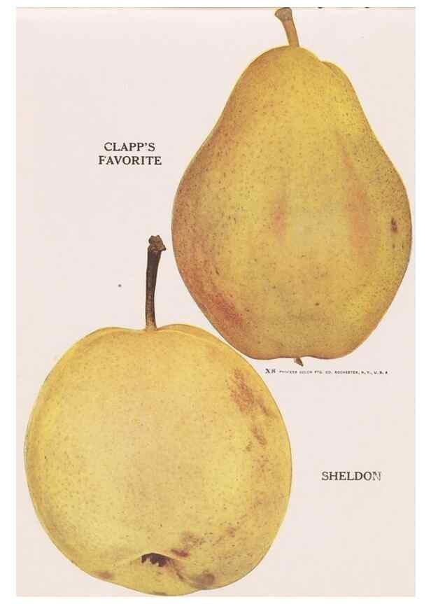 Reproducción/Reproduction 49831225431: Descriptive plate-book. Newark, N.Y. :Knight & Bostwick,[19--]. 